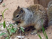 zion national park (27).JPG